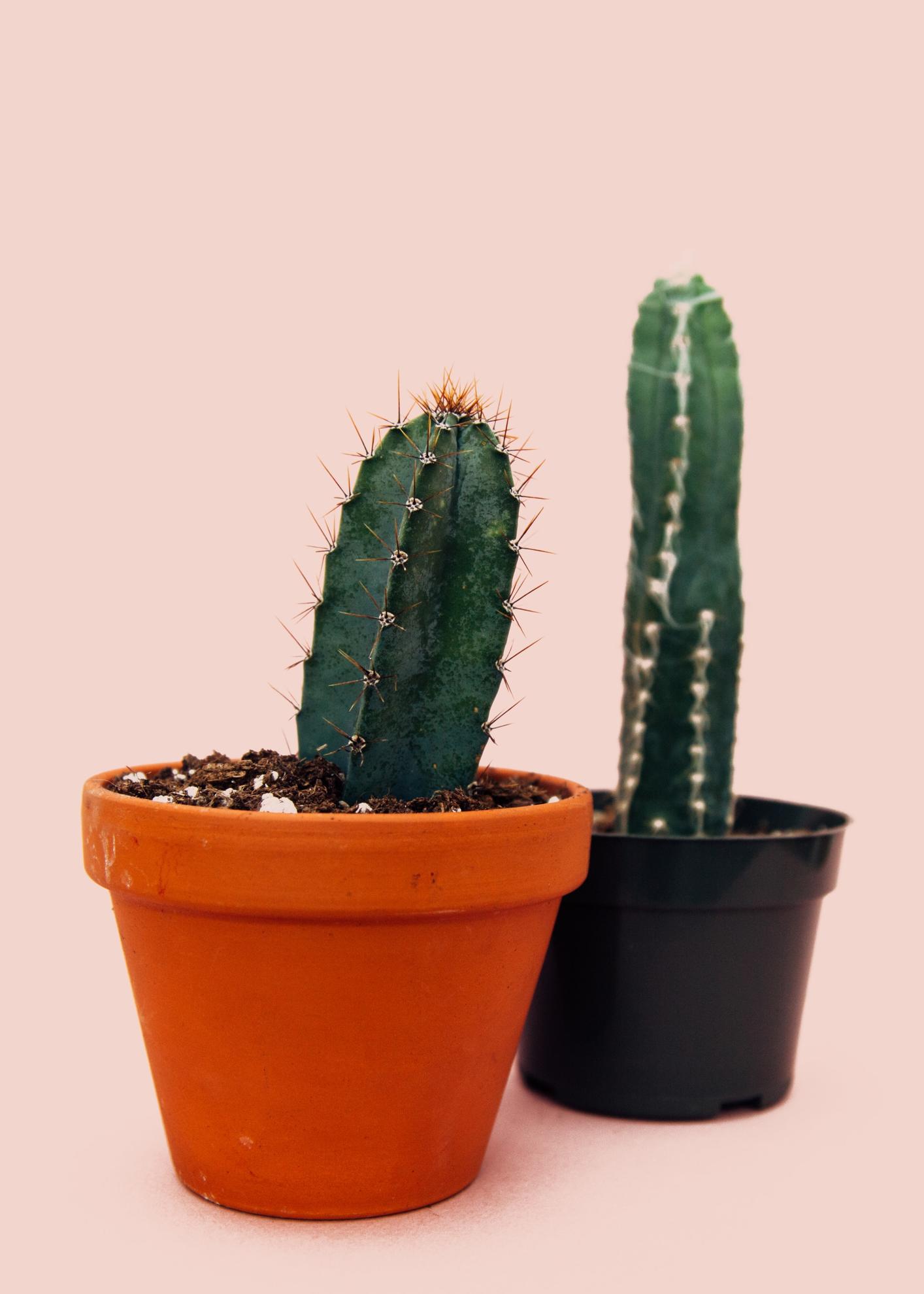 differences - cactus
